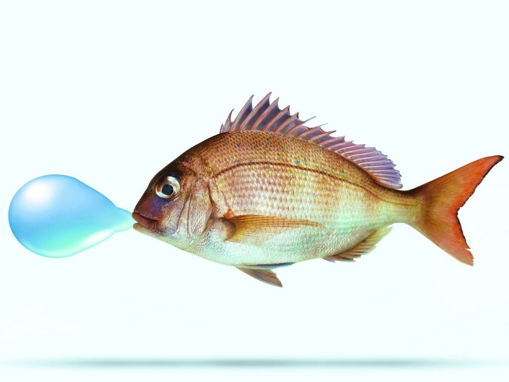 A fish blowing a bubble from its mouth